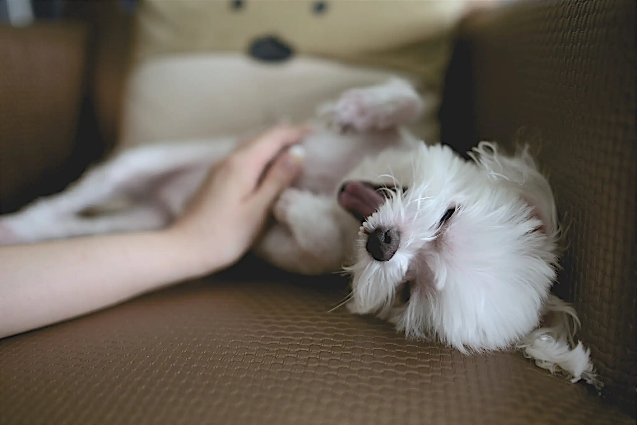 Pet Training Guides