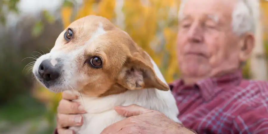 Pet Training Guides