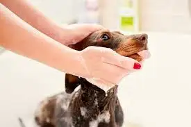 Pet Training Guides