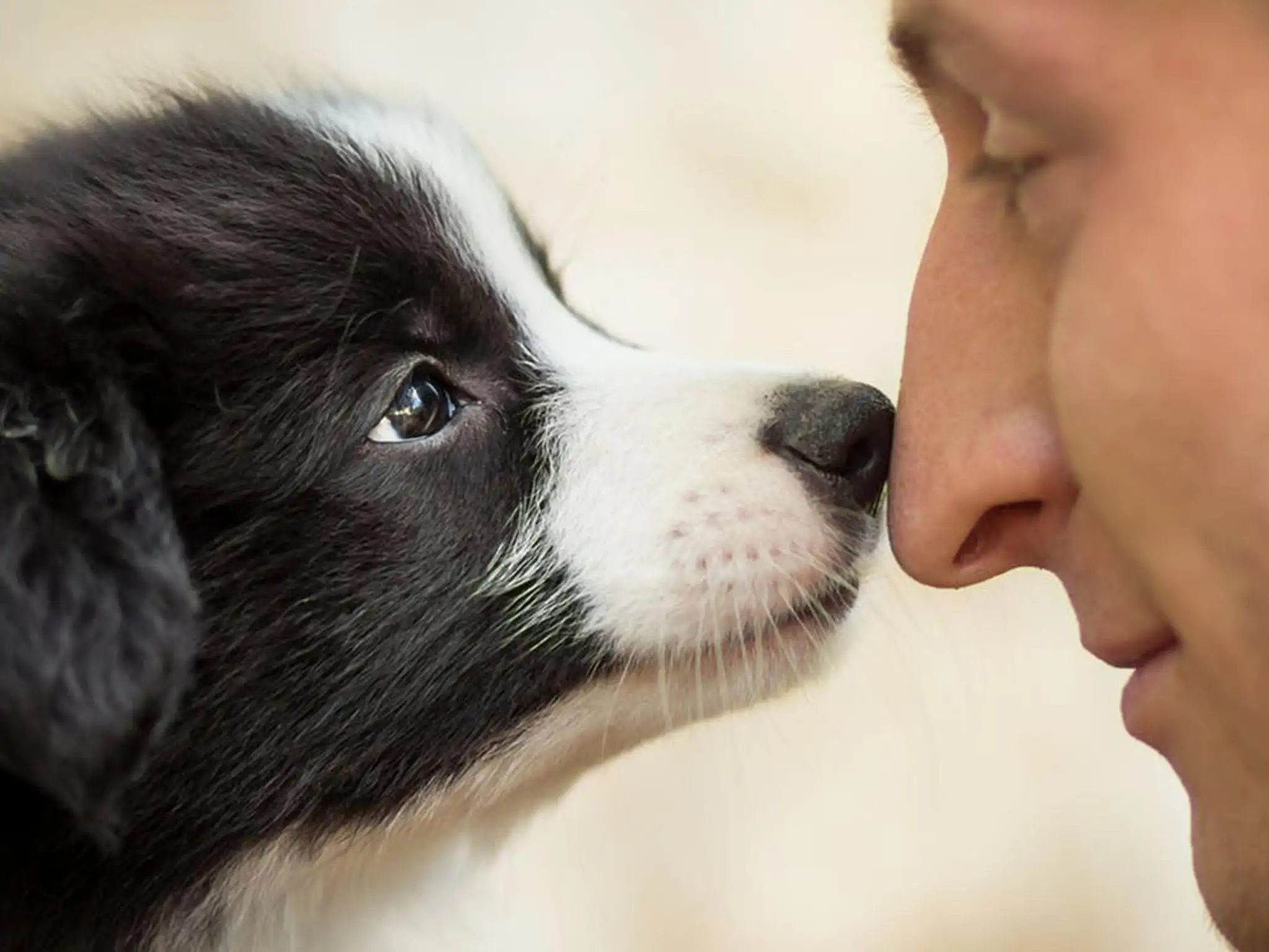 Pet Training Guides