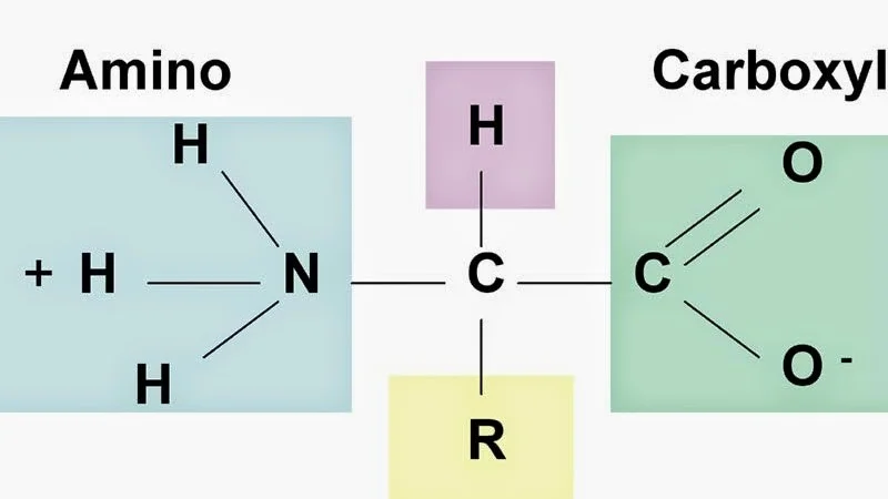 amino-axit-la-gi