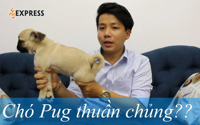 chi-tiet-tieu-su-khoa-pug-35Express