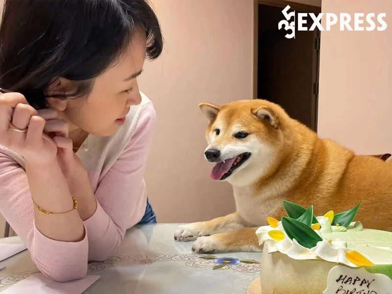 tong-hop-mot-so-bien-tau-cua-meme-bonk-cheems-3-35express