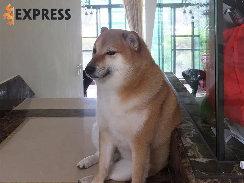 tong-hop-mot-so-bien-tau-cua-meme-bonk-cheems-35express