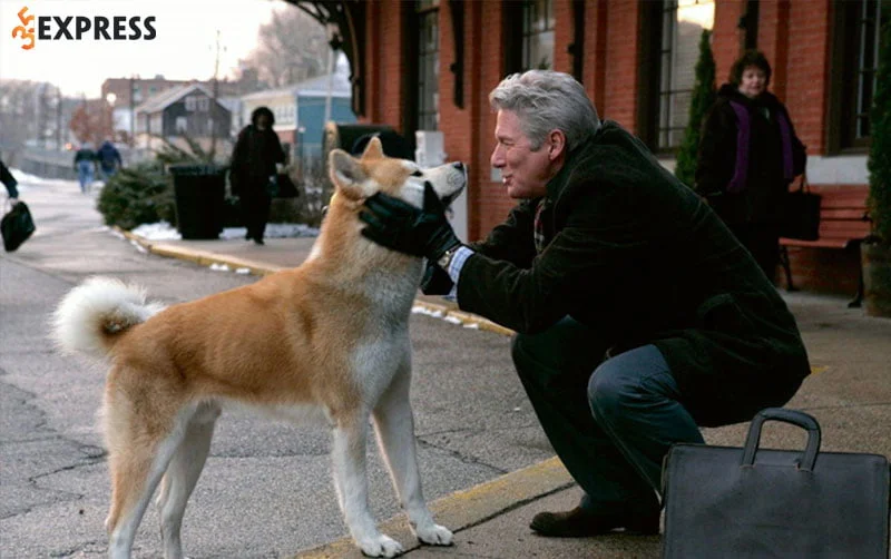 chu-cho-hachiko-35express