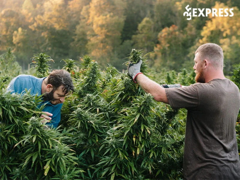 nhung-uu-diem-cua-vai-hemp-35express