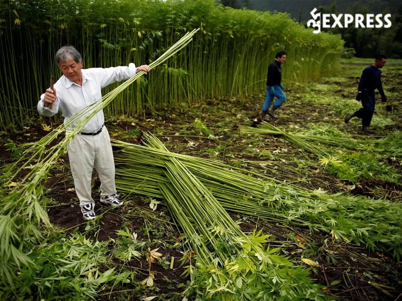 quy-trinh-san-xuat-vai-hemp-35express