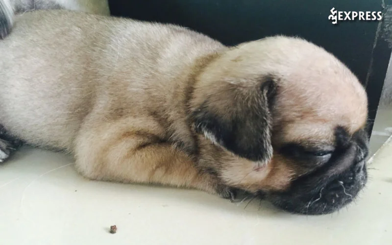 sc-dogshop-35express