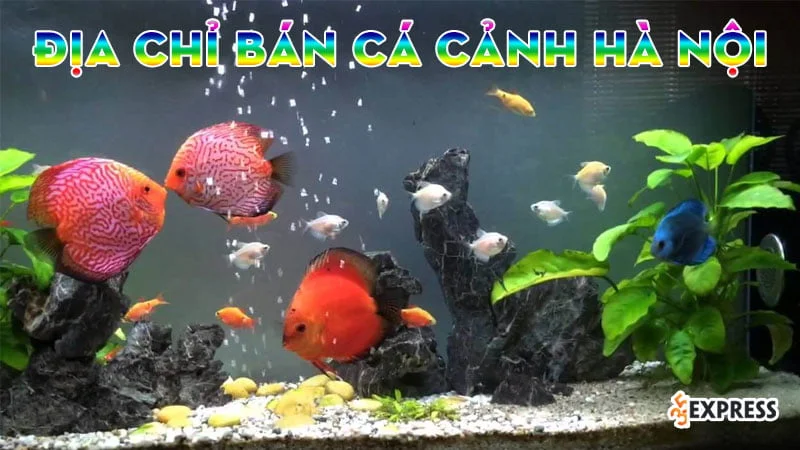 top-10-dia-chi-ban-be-ca-canh-tai-ha-noi-re-dep-35express