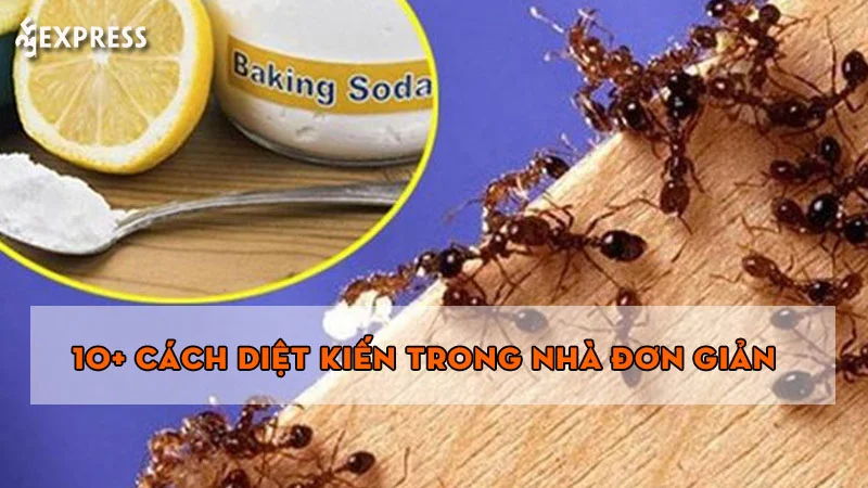 10-cach-diet-kien-trong-nha-don-gian-de-thuc-hien