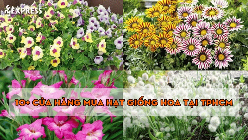 10-cua-hang-mua-hat-giong-hoa-tai-tphcm-chat-luong