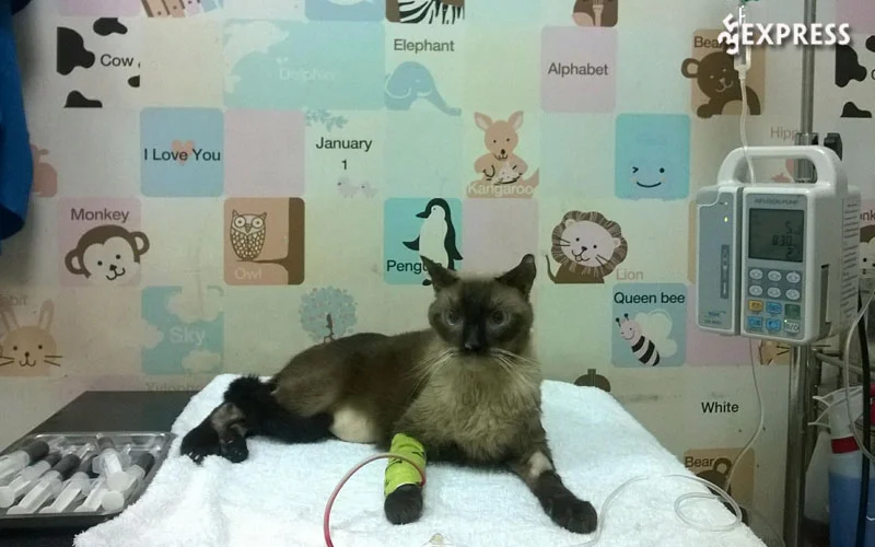 aec-pet-hospital-vietnam-35express
