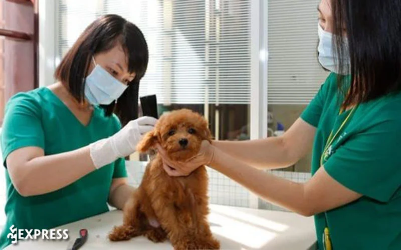phong-kham-animal-care-35express
