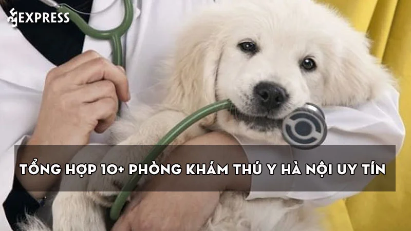 tong-hop-10-phong-kham-thu-y-ha-noi-uy-tin-va-chat-luong-1