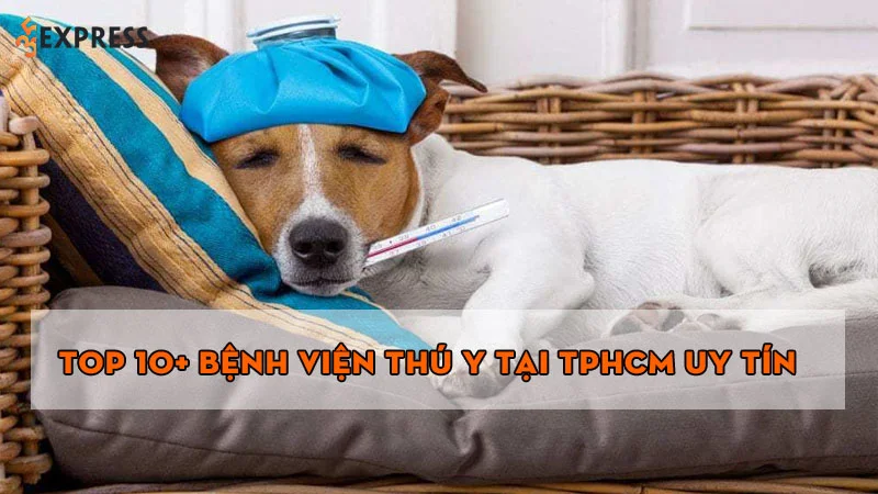 top-10-benh-vien-thu-y-tai-tphcm-uy-tin-chuyen-nghiep