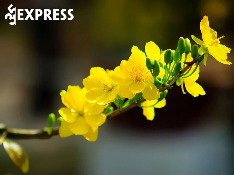 cac-loai-hoa-trang-tri-ngay-tet-mang-lai-nhieu-may-man-cho-gia-chu-hoa-mai-35express