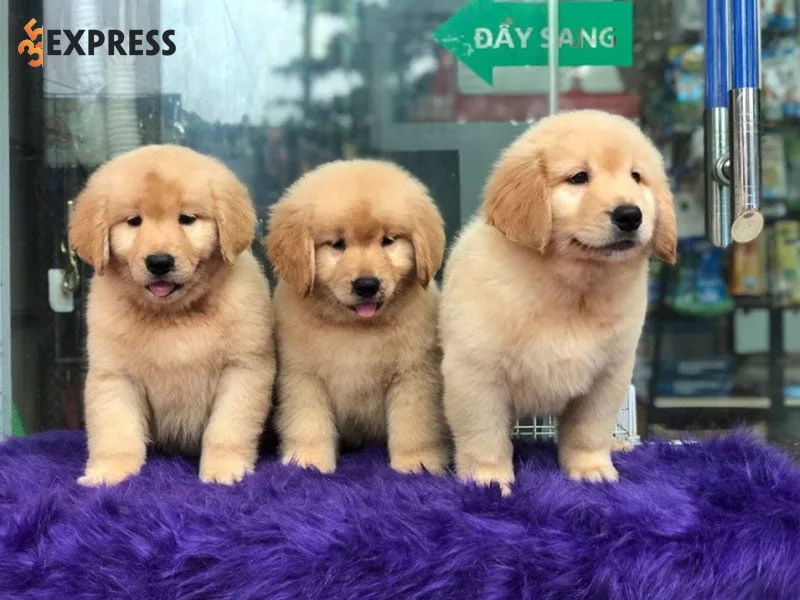 bin-bon-dog-shop-35express