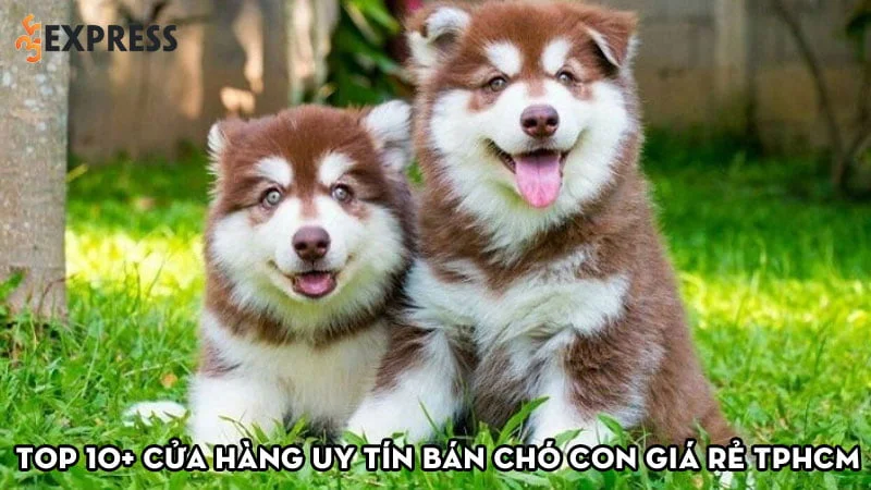 top-10-cua-hang-uy-tin-ban-cho-con-gia-re-tphcm-35express