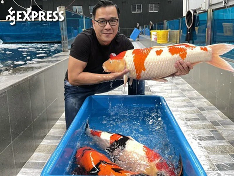 vua-ca-koi-thang-ngo-giau-co-nao-35express