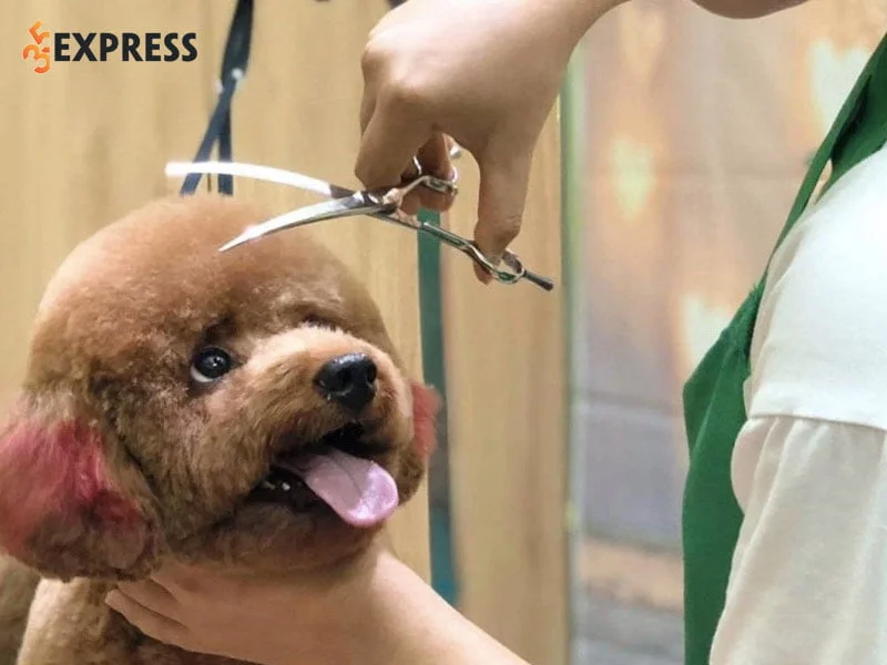 lazy-dog-shop-shop-thu-cung-voi-moi-dich-vu-chat-luong-35express