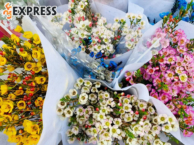 dac-diem-cua-hoa-tuyet-mai-35express