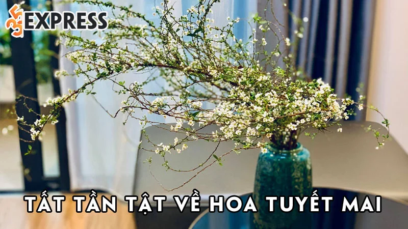 hoa-tuyet-mai-la-gi-dac-diem-y-nghia-va-cach-cham-soc-hoa-tuyet-mai-35express