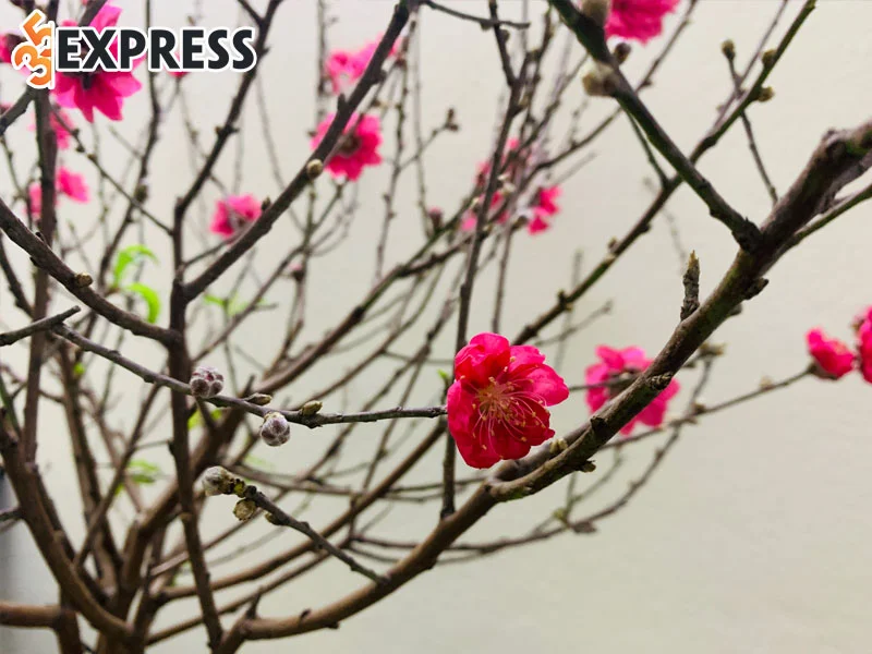 nhung-cach-giu-hoa-dao-tuoi-lau-ngay-tet-3-35express