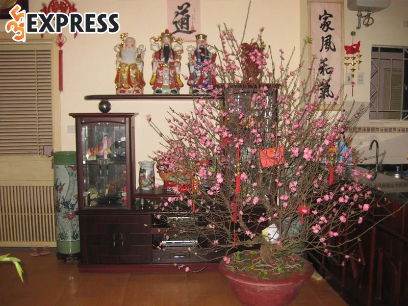nhung-cach-giu-hoa-dao-tuoi-lau-ngay-tet-35express