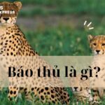 Báo thủ là gì? Tại sao báo thủ lại phổ biến trên Facebook, TikTok
