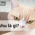 Fishu là gì? Cách sử dụng Fishu đúng chuẩn GenZ