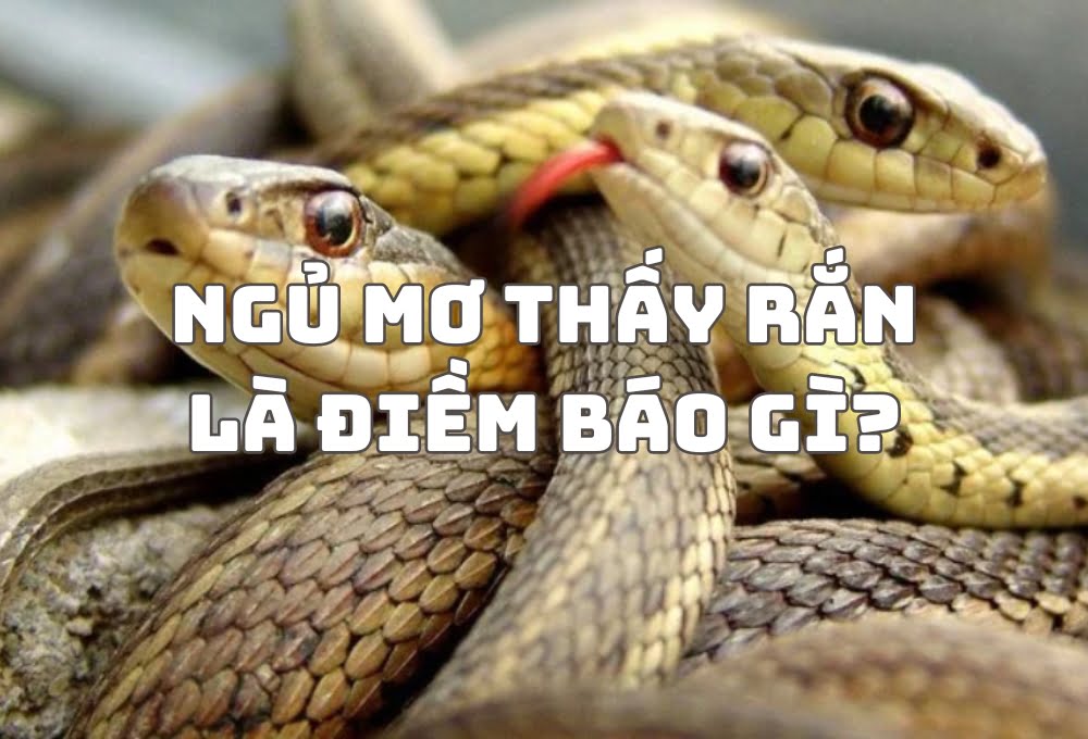 Ngủ mơ thấy rắn là điềm gì