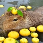 Capybara