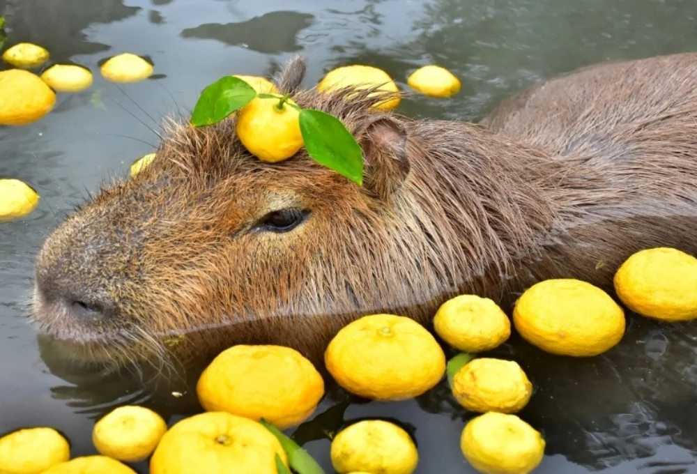Capybara