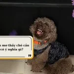 Nằm mơ thấy chó cắn có ý nghĩa gì? Những con số liên quan