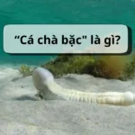 Giải thích rõ ràng ý nghĩa Cá chà bặc là gì? Lá chà bồn là gì?