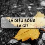 Lá diêu bông là gì? Lá diêu bông có thật không?