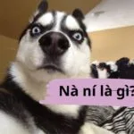 Nà ní là gì? Ý nghĩa  và nguồn gốc của cụm từ nà ní