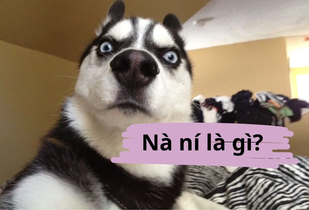 nà ní là gì