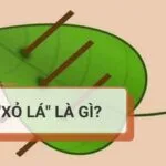 Xỏ lá là gì? Nguồn gốc của xỏ lá ba que không phải ai cũng biết
