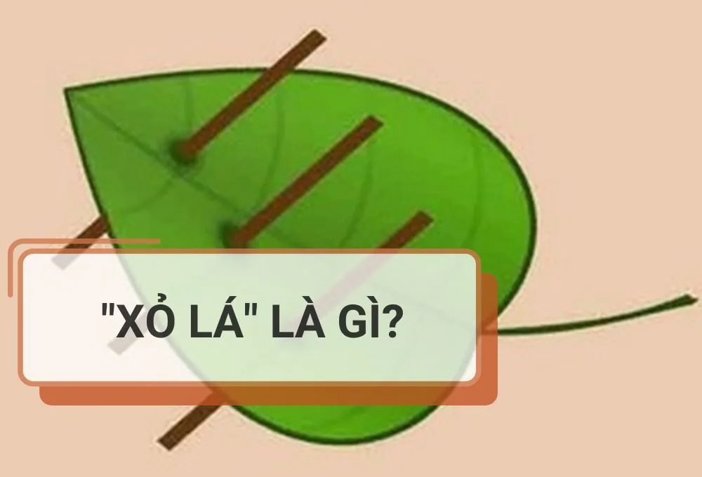 xỏ lá là gì
