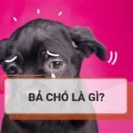 Bả chó là gì? Dấu hiệu và cách xử lý  khi trúng bả chó hiệu quả