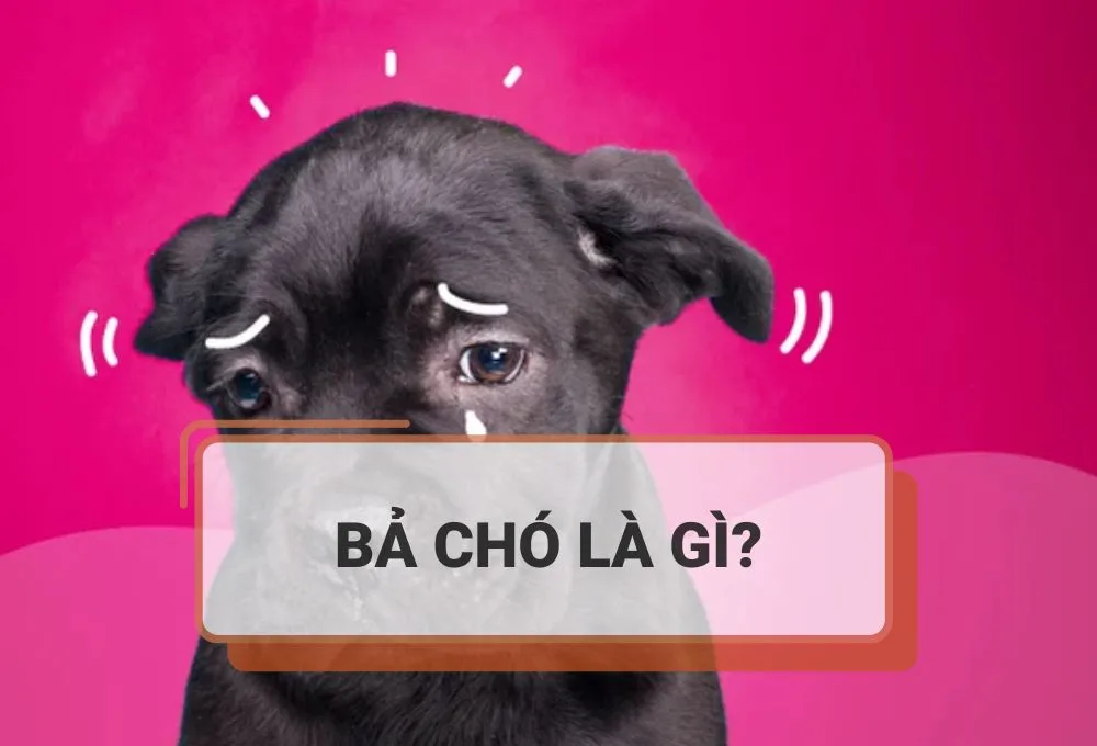 định nghĩa bả chó là gì