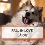 Fall in love là gì? Nguồn gốc và cách dùng chính xác trong tiếng Anh