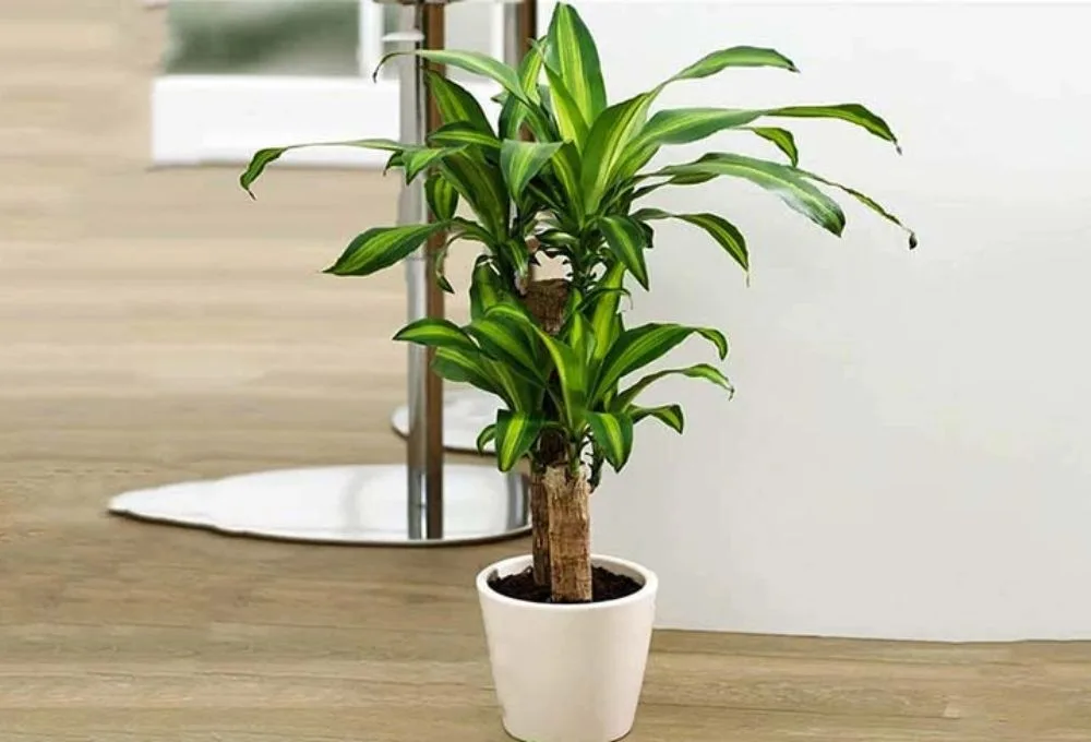 vật phẩm phong thủy giúp người tuổi Dần gia tăng vận khí