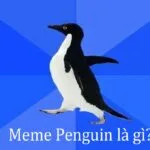 Meme Penguin là gì? Biểu tượng hài hước chiếm sóng mạng xã hội GenZ