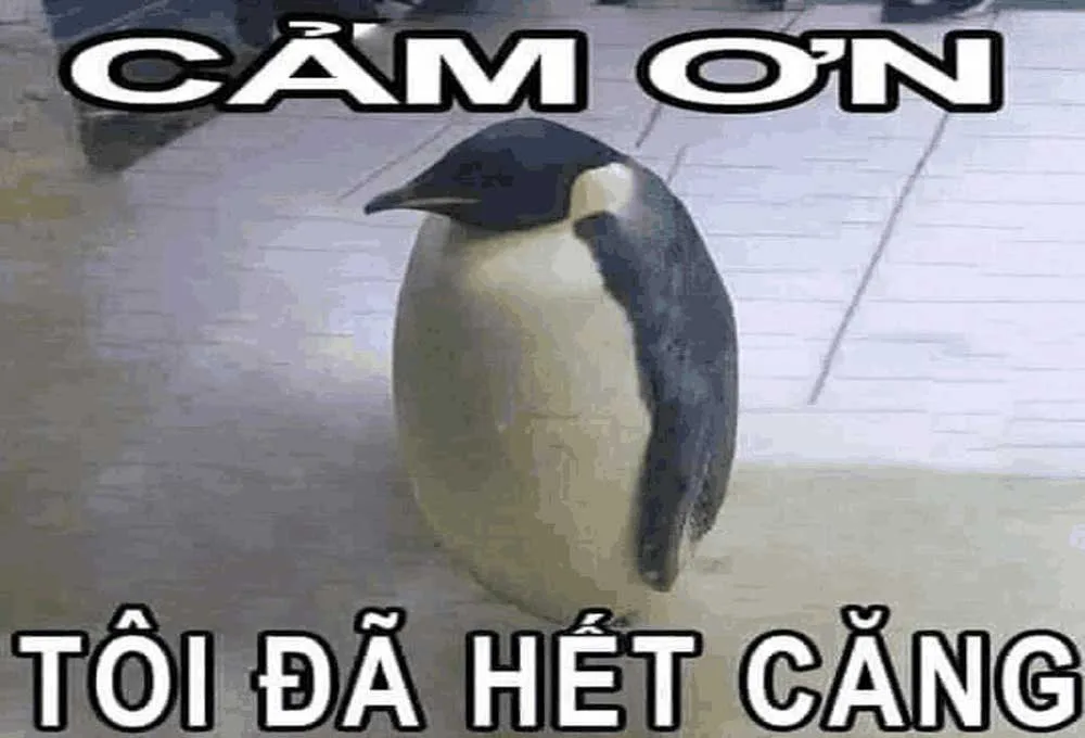 Một số hình meme Penguin
