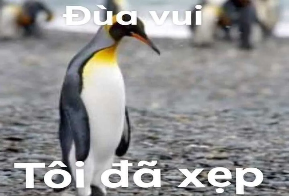 Một số hình meme Penguin