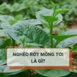 Nghèo rớt mồng tơi là gì, cần hiểu thế nào cho đúng?