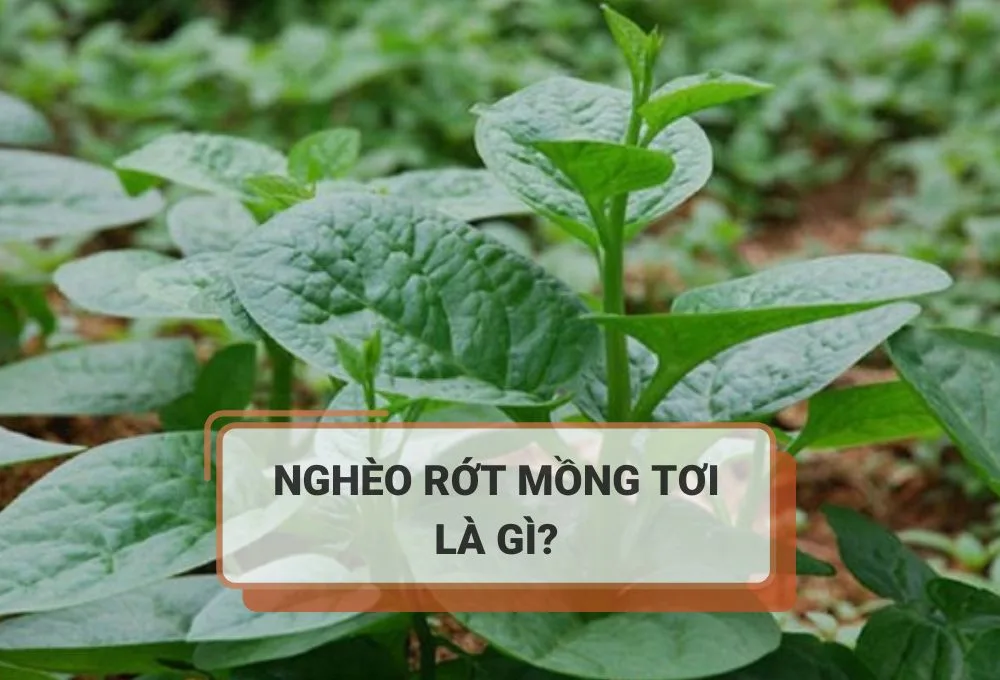 Nghèo rớt mồng tơi là gì
