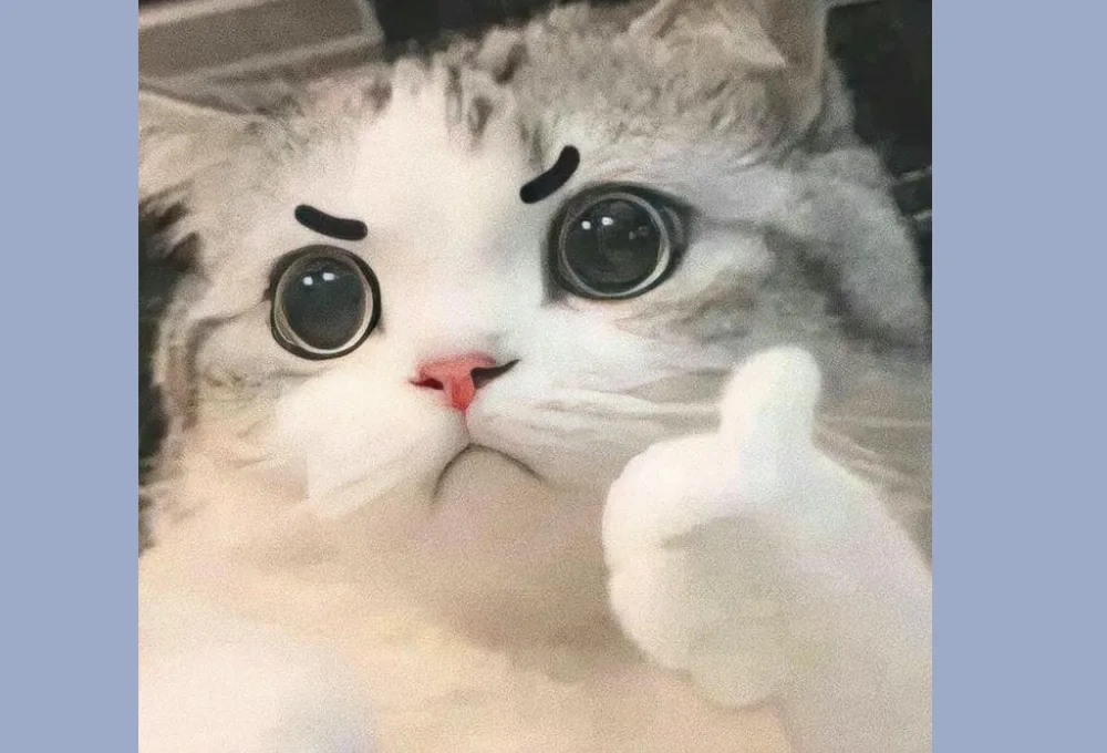 meme mèo khóc like